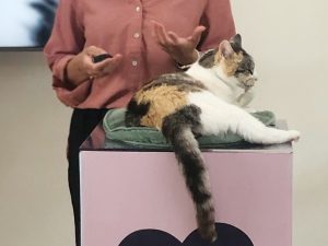 Kat ligt tevreden voor expert Eline