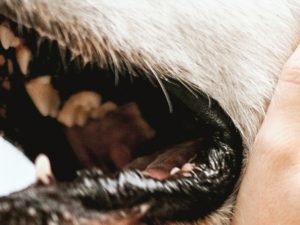 Baasje bekijkt gebit van haar hond