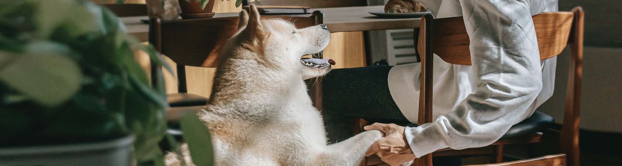 Hond geeft pootje aan baas aan tafel