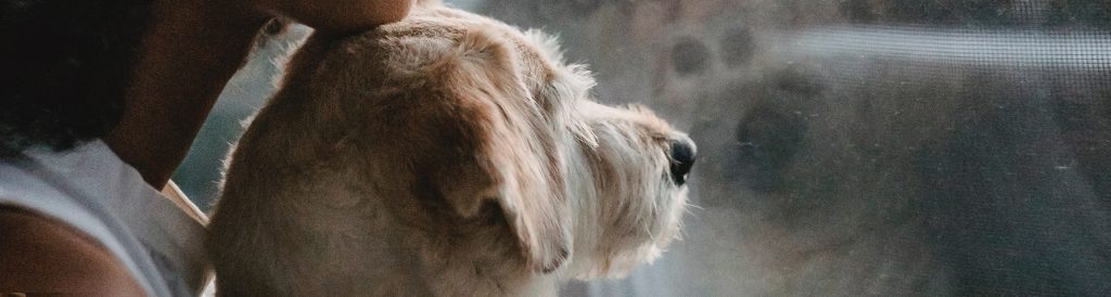 Hond kijkt droevig naar buiten door het raam