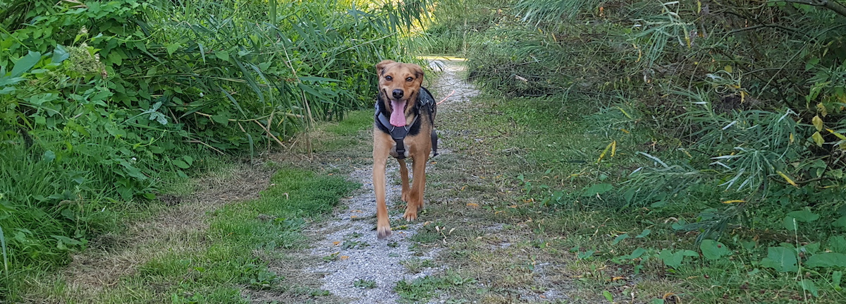 Buitenlandse hond veel geduld