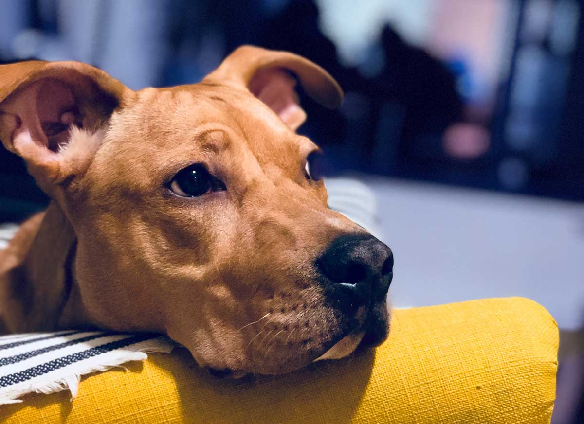 Hond verdrietig op bank alleen thuis