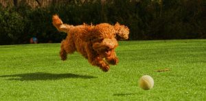 hond apporteren aanleren