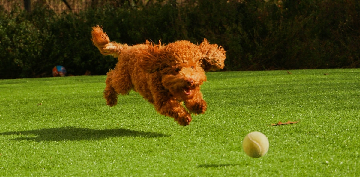 hond apporteren aanleren
