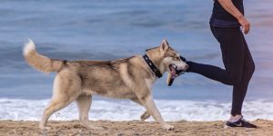 Hardlopen met je hond